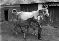 1942, Lissák Tivadar, kalap, ló, csikó, Fortepan #71844