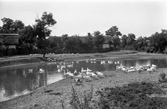 1942, Lissák Tivadar, lake, goose, farmhouse, Fortepan #71938