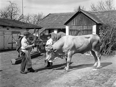 1943, Lissák Tivadar, cattle, axe, butcher, Fortepan #72066