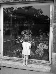 1943, Lissák Tivadar, Show window, bouquet, florist, Best of, back, Fortepan #72160