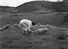 1943, Lissák Tivadar, sertés, Best of, Fortepan #72209