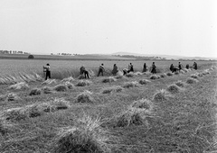 Magyarország, Vác, kilátás a Vác-Vácduka közötti országútról Máriaudvar településrész felé., 1943, Lissák Tivadar, látkép, mezőgazdaság, aratás, kasza, Fortepan #72327