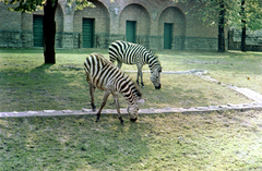 Magyarország, Városliget,Állatkert, Budapest XIV., 1959, Mohl József, színes, állatkert, Budapest, zebra, Fortepan #74080