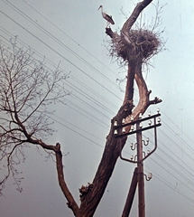 1955, Fortepan, solitude, colorful, bird, wood, stork, pylon, telecommunication, aerial wire, nest, Fortepan #7445