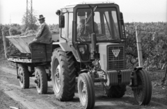 1985, Erdei Katalin, harvest, tractor, grape, number plate, looking back, MTZ-brand, Fortepan #76078