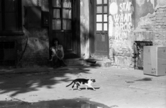 1990, Erdei Katalin, poverty, cat, inner courtyard, poverty, Fortepan #76428