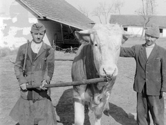 1948, Fortepan, cattle, peasant, Fortepan #7679