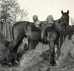 1940, Klenner Aladár, ló, lószerszám, visszanézés, rohamsisak, Fortepan #76918