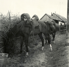 Románia,Erdély, Varsolc, lovak abrakoltatása a magyar csapatok bevonulása idején., 1940, Klenner Aladár, ló, lószerszám, Fortepan #76937