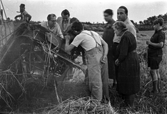 1946, Berkó Pál, agriculture, harvest, Fortepan #79473