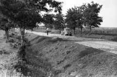 1950, UVATERV, falu, férfi, kukorica, automobil, Skoda 1101/1102 Tudor, rendszám, árok, út, Fortepan #80355