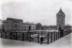 Magyarország, Budapest IX., Soroksári út, Közvágóhíd. A felvétel 1890 után készült. A kép forrását kérjük így adja meg: Fortepan / Budapest Főváros Levéltára. Levéltári jelzet: HU.BFL.XV.19.d.1.07.160, 1900, Budapest Főváros Levéltára / Klösz György fényképei, Klösz György, szarvasmarha, Budapest, vágóhíd, Fortepan #82484