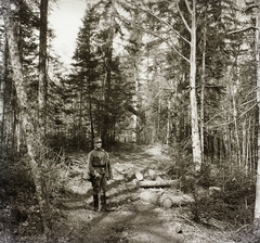 1917, Ebner, First World War, woods, soldier, pine forest, trunk, pine, Fortepan #83656