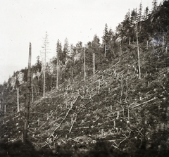 Romania,Transylvania, Sânmartin, hegycsúcs a község közelében a Káposztás havasokban., 1917, Ebner, First World War, hillside, pine, iron curtain, Fortepan #83666