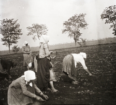 1926, Ebner, nők, népviselet, mezőgazdaság, munka, fejkendő, mezítláb, Fortepan #83686