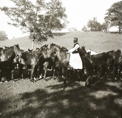 1932, Ebner, ló, csikós, ménes, gatya, Fortepan #83716