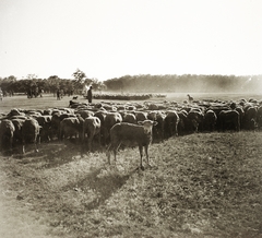 Magyarország, Hortobágy, 1935, Ebner, juh, pásztor, nyáj, legelő, Fortepan #83758