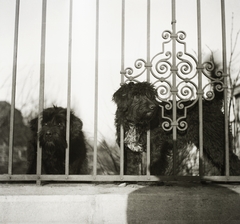 Magyarország, Budapest XII., a Tóth Lőrinc utca - Goldmark Károly (Daruváry) utca sarkán álló ház kerítése., 1935, Ebner, kutya, Budapest, kovácsoltvas kerítés, Fortepan #83792