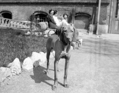 Magyarország, Budapest XII., János Kórház., 1952, Fortepan, kutya, vizsla, Budapest, Fortepan #8389