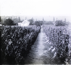 Magyarország,Balaton, Fonyód, kilátás a Sipos-hegyről kelet felé, középen keresztben a fasornál a Pogány-völgyi-víz nevű csatorna., 1905, Bejczy Sándor, szőlőhegy, Fortepan #85082