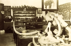 Russia, Habarovsk, N.I. Grodekov Habarovszki Regionális Múzeum., 1917, Lőw Miklós, exhibition, skeleton, mammoth, tusk, Fortepan #85297