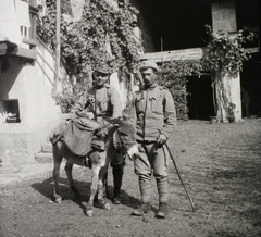 1916, Schmidt Albin, első világháború, szamár, olasz front, Fortepan #85981