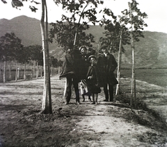 Magyarország, Visegrád, Gizella-telep, platánsor az OTI szanatórium parkjában. A Duna túlpartján a Hegyes-tető., 1908, Schmidt Albin, fasor, Fortepan #86131