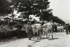 1910, Schmidt Albin, cattle, Fortepan #86271