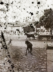 Romania,Transylvania, Baia Mare, a város főterének déli oldala, háttérben a Szentháromság-templom tornyai., 1908, Magyar Földrajzi Múzeum / Erdélyi Mór cége, dog, Horse-drawn carriage, Fortepan #86400