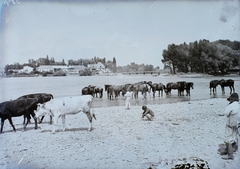 Szlovákia, Pöstyén, Vág folyó., 1914, Magyar Földrajzi Múzeum / Erdélyi Mór cége, híd, folyó, ló, szarvasmarha, Fortepan #86530