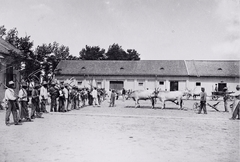 1908, Magyar Földrajzi Múzeum / Erdélyi Mór cége, szarvasmarha, kasza, Fortepan #86761