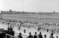 Magyarország, Budapest X., Albertirsai út, Lóversenypálya (később Kincsem Park)., 1959, Gyöngyi, ló, lóverseny, Budapest, Fortepan #8709