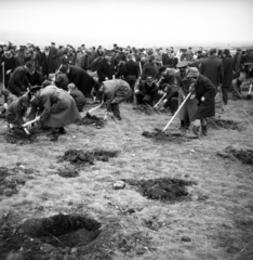 Magyarország, Érd, a felvétel az országos fásítási hónap megnyitásakor a város határában készült., 1970, Urbán Tamás, faültetés, Fortepan #87149