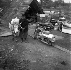 Magyarország, Szamosköz, a Szamoson 1970 májusában levonult árvíz idején készült a felvétel., 1970, Urbán Tamás, motorkerékpár, szarvasmarha, árvíz, Csepel Pannonia TLB, Fortepan #87171