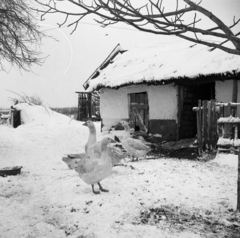 Magyarország, Jászkarajenő, tanya a település közelében., 1971, Urbán Tamás, tél, udvar, nádtető, léckerítés, liba, Fortepan #87279