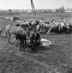 Magyarország, Kocsér, juhász a község határában., 1971, Urbán Tamás, szamár, juh, Fortepan #87321