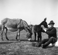 Magyarország, Kocsér, juhász a község határában., 1971, Urbán Tamás, szamár, Fortepan #87322