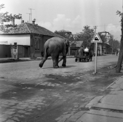 Hungary, Cegléd, Kőrösi út a Kossuth tér felé nézve. Lilla, az Apollo 72 Cirkusz elefántja reklámkörúton a városban., 1972, Urbán Tamás, elephant, Fortepan #87649