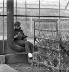 Hungary, Cegléd, a Magyar-Szovjet Barátság Termelőszövetkezet virágkertészete., 1972, Urbán Tamás, reading, greenhouse, copybook, Fortepan #87774