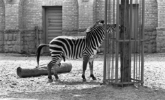 Magyarország, Városliget,Állatkert, Budapest XIV., 1974, Urbán Tamás, Budapest, pisilés, nemi szerv, zebra, Fortepan #88466