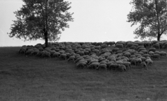 Hungary, 1976, Urbán Tamás, sheep, Fortepan #88749