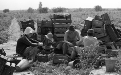 Hungary, Tiszakécske, Újbög, KISZ építőtábor, krumpliszedés., 1976, Urbán Tamás, bucket, sweater, crate, potato, engineering camp, Fortepan #88788