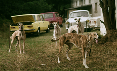 Magyarország,Szentendrei-sziget, Tahitótfalu, agárverseny résztvevői a Pokol csárda melletti pályán., 1977, Urbán Tamás, színes, kutya, Trabant-márka, Lada-márka, verseny, agár, agárverseny, Fortepan #89006