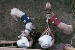 Magyarország,Szentendrei-sziget, Tahitótfalu, agárverseny résztvevői a Pokol csárda melletti pályán., 1977, Urbán Tamás, színes, kutya, verseny, agár, Fortepan #89009