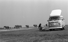 Magyarország, 1977, Urbán Tamás, ló, Volkswagen-márka, mikrobusz, ménes, Volkswagen Typ2, Volkswagen Transporter 2, Fortepan #89032