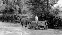 Magyarország, Szamosköz, a Szamoson 1970 májusában levonult árvíz idején készült a felvétel., 1970, Urbán Tamás, szekér, lovaskocsi, Fortepan #89746