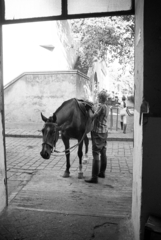 Hungary, Budapest VIII., Kerepesi út 7., Nemzeti Lovarda (Tattersall) az istállóktól a tribün felé nézve., 1976, Urbán Tamás, horse, Budapest, Fortepan #89862