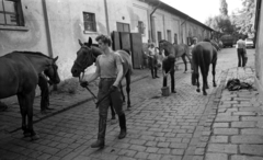 Magyarország, Budapest VIII., Kerepesi út 7., Nemzeti Lovarda (Tattersall), istállósor., 1974, Urbán Tamás, lovassport, Budapest, öttusa, Fortepan #89867