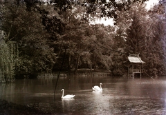 Magyarország, Soponya-Nagyláng, a Zichy kastély parkja., 1902, Zichy, erdő, hattyú, tó, víztükör, pavilon, Fortepan #9056