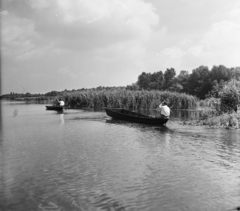 Magyarország, Ráckevei (Soroksári)-Duna., 1955, UVATERV, egy dunai hajóút, folyó, nádas, evezés, ladik, Fortepan #91137